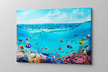 Obraz Morské ryby v mori 1515